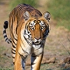 Can satellites save the world's 3,500 tigers from extinction?