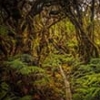 Trouble in paradise: Fatal blight threatens a key Hawaiian tree