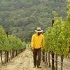 In Napa Valley, Vineyards and Conservationists Battle for the Hills