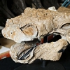 Newly discovered dinosaur gets 'Ghostbusters' treatment