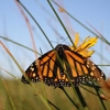 Can the Monarch Highway Help Save a Butterfly Under Siege?