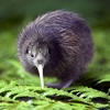 Iconic kiwi could be extinct in 50 years
