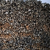Carbon loophole: Why is wood burning counted as green energy?