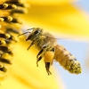 What exactly does a Chief Pollinator do?
