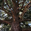 For Endangered Florida Tree, How Far to Go to Save a Species?