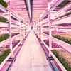 Something delicious is growing in the 'sustainability underground'