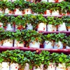 Is vertical farming the future for agriculture or a distraction from other climate problems?