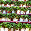 Is vertical farming the future for agriculture or a distraction from other climate problems?