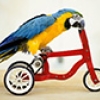 Google bans birds on bikes from algorithm contest
