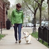 This university has introduced dog walking sessions to help students de-stress