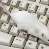 In fighting deep fakes, mice may be great listeners