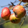 Tree Top, Pop-Tarts and the beauty of ugly fruit in tackling food waste