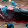 Whale oil to fuel whaling ships is a gruesome and surreal proposition 