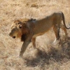Illegal lion shows go on for Gir tourists 