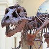 How the Field Museum accelerated sustainability