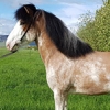New horse coat color pattern called 'ýruskjóttur' discovered in Iceland