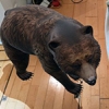 Google's AR animals entertain Android users
