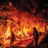 Australian academics debate long-term impact of bushfire crisis