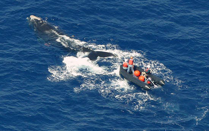 How Fishing Gear Is Killing Whales In The North Atlantic - News